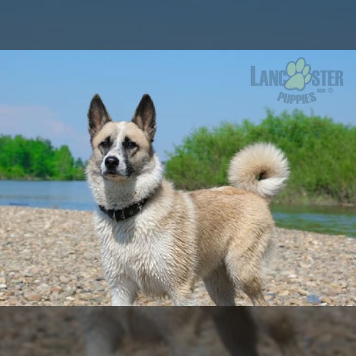 Norwegian Buhund Puppies for Sale Lancaster Puppies