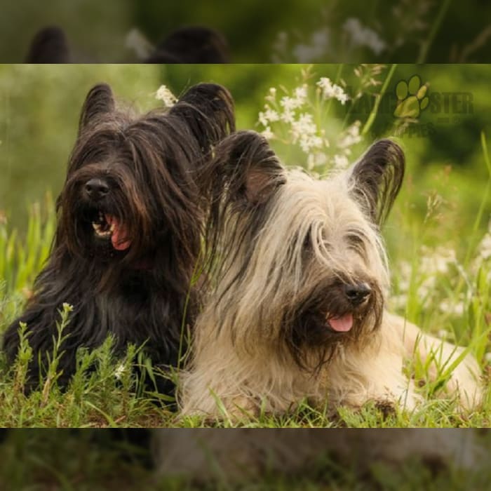 Skye Terrier Puppies for Sale Lancaster Puppies