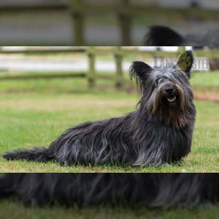 Skye Terrier Puppies for Sale Lancaster Puppies