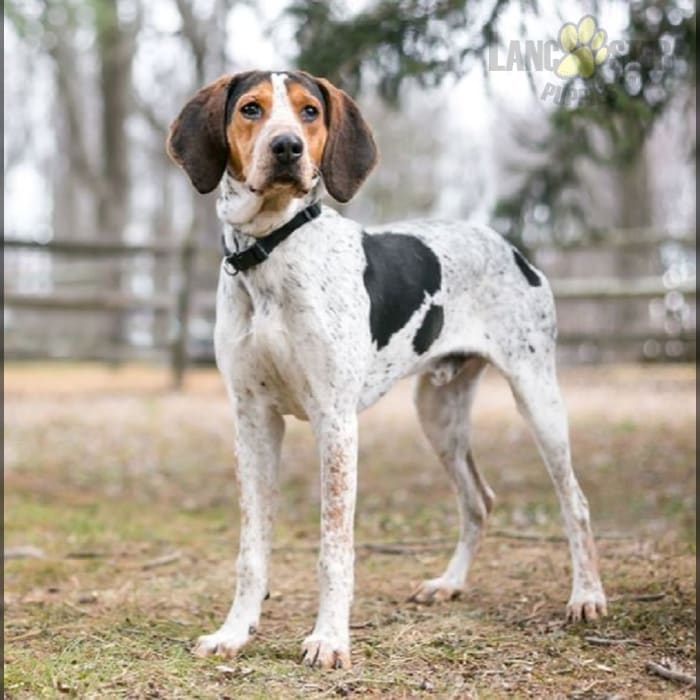 Walker Hound Puppies for Sale Lancaster Puppies