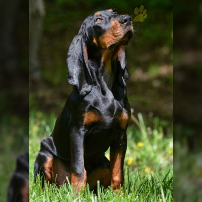 Black And Tan Coonhound Puppies for Sale Lancaster Puppies