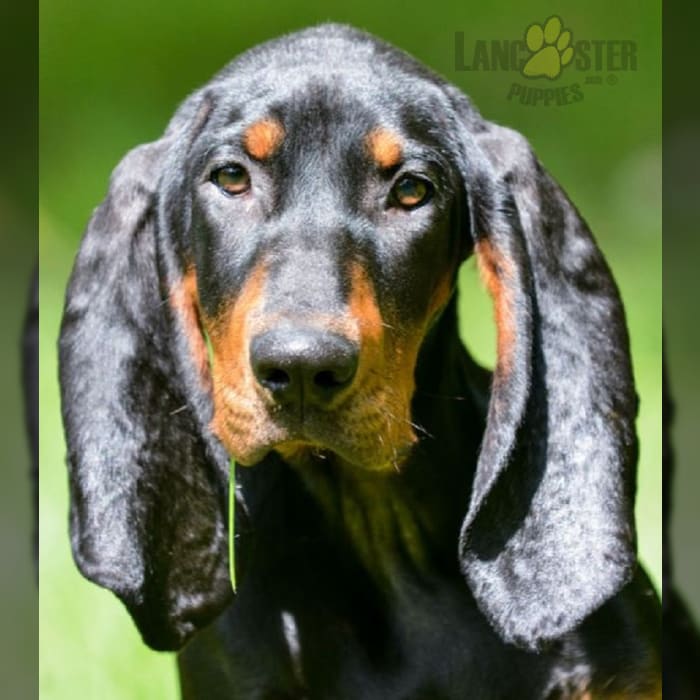 Black And Tan Coonhound Puppies for Sale Lancaster Puppies