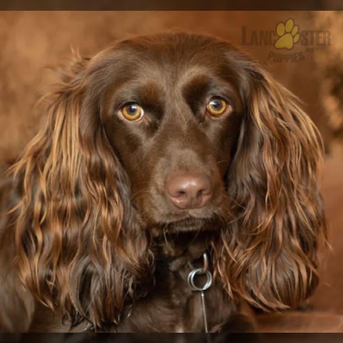 Boykin Spaniel Puppies for Sale Lancaster Puppies