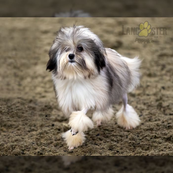 Lowchen Puppies for Sale Lancaster Puppies