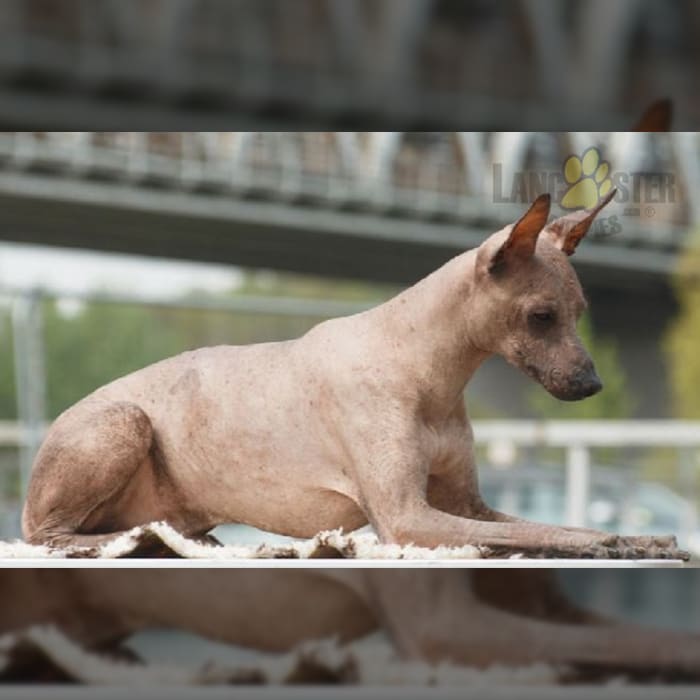 Peruvian Inca Orchid Puppies for Sale Lancaster Puppies