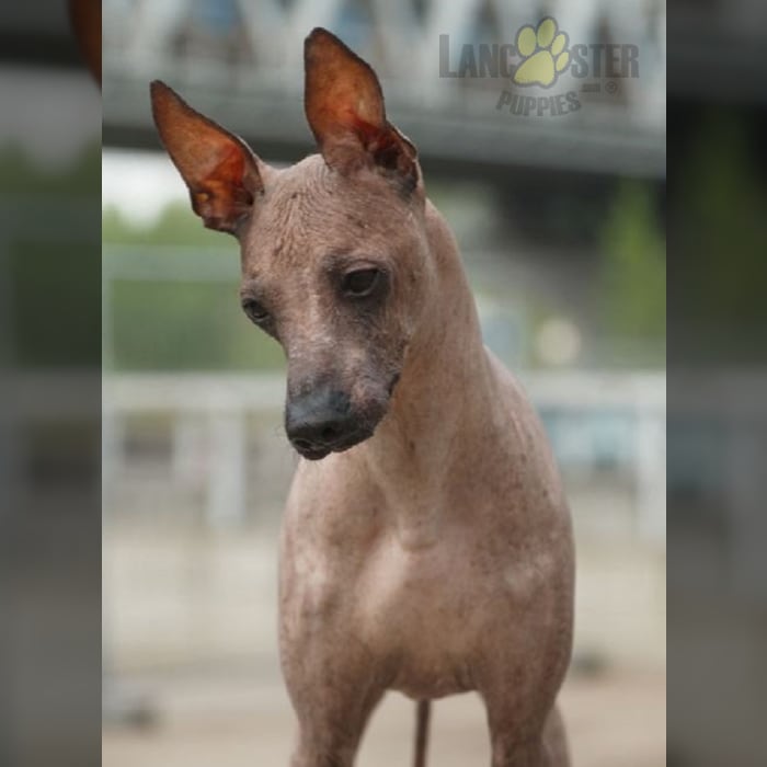 Peruvian Inca Orchid Puppies for Sale Lancaster Puppies