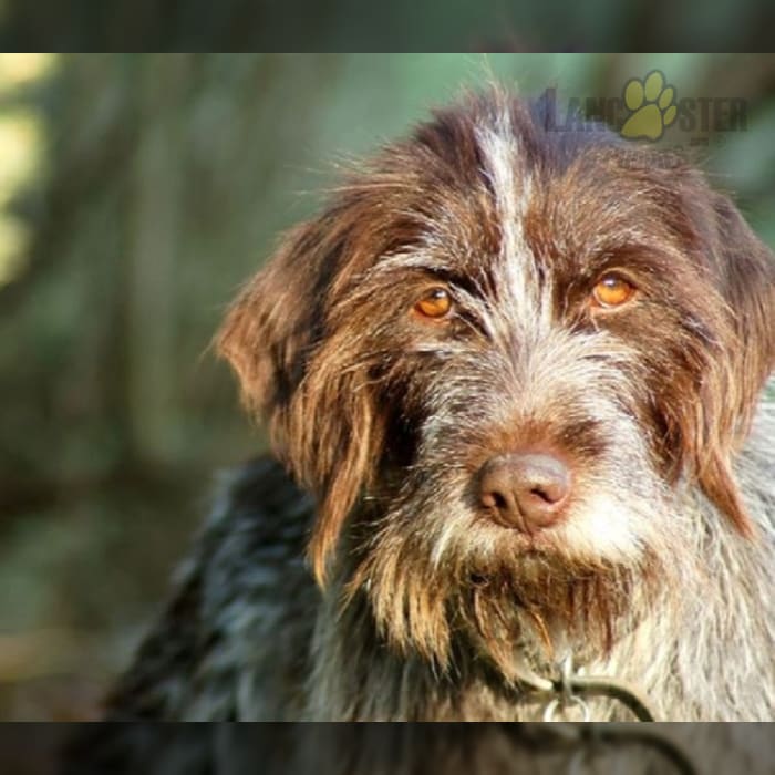 Wirehaired pointing cheap griffon hypoallergenic