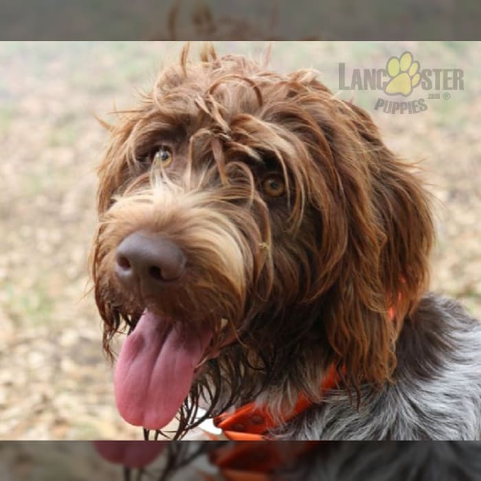 Wirehaired Pointing Griffon Puppies for Sale Lancaster Puppies