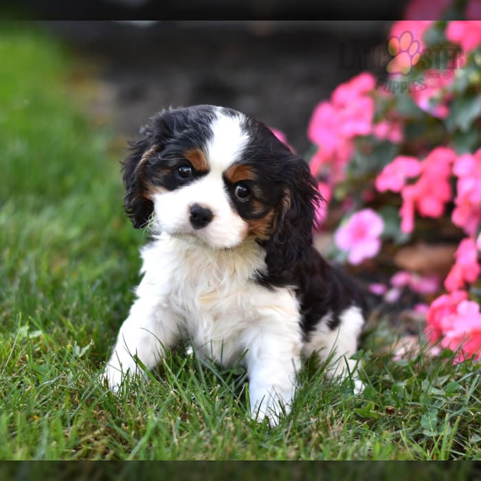 cavalier king charles spaniels rescue