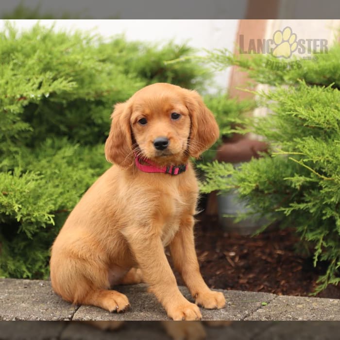 Miniature Golden Retriever Puppies for Sale Lancaster Puppies