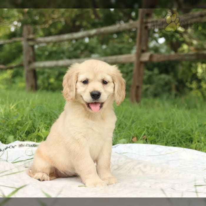 Miniature Golden Retriever Puppies for Sale Lancaster Puppies