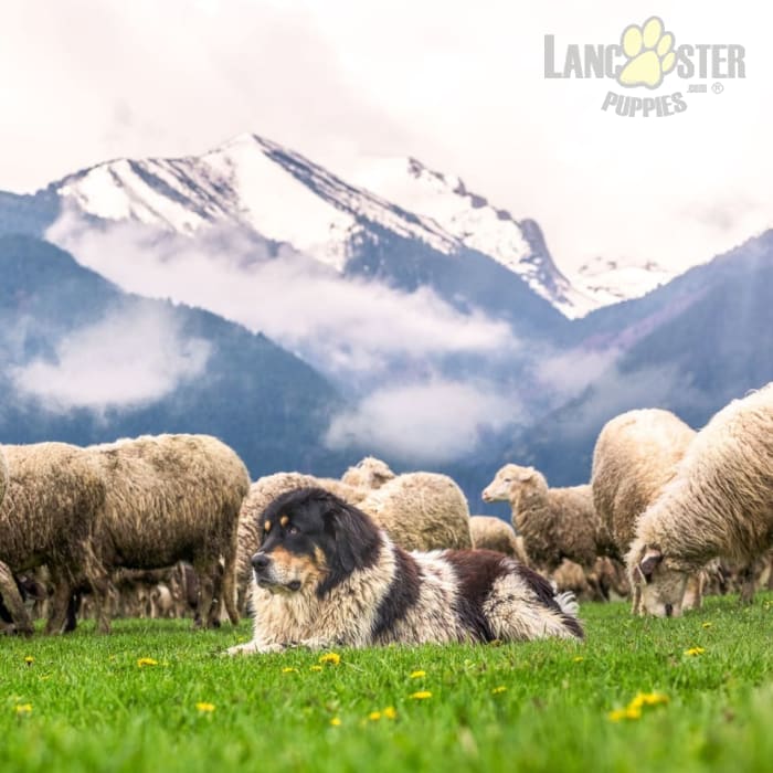 Karakachan Puppies for Sale Lancaster Puppies
