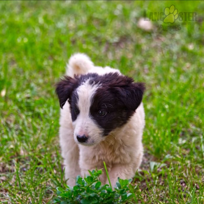 Karakachan Puppies for Sale Lancaster Puppies