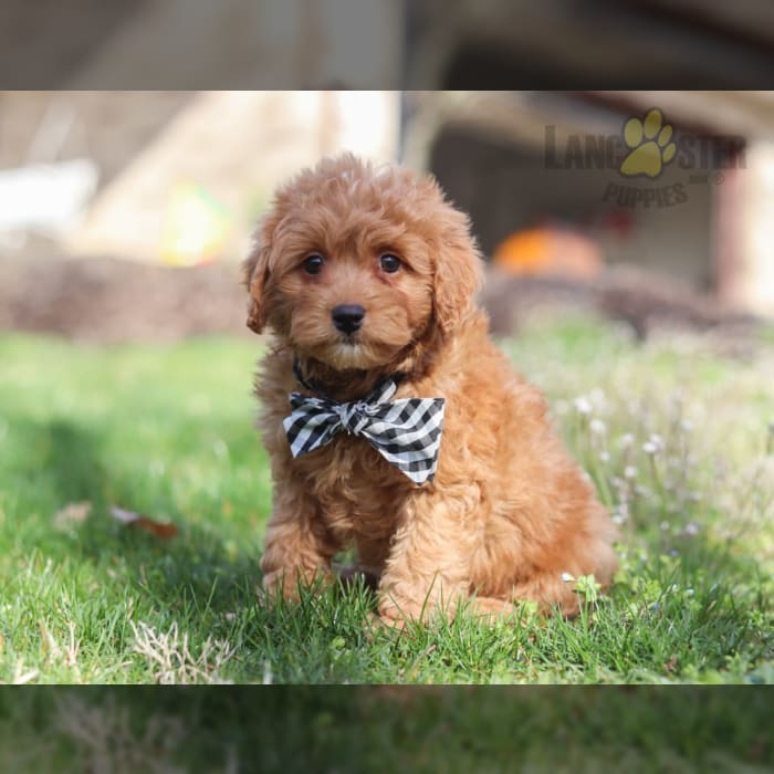 mini aussie and poodle mix