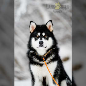 Best Husky Mom Ever Cute Siberian Husky Dog Laurel' Men's Zip