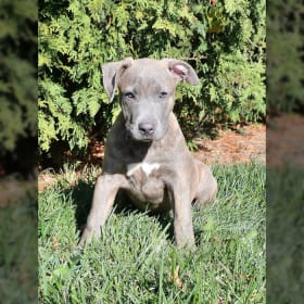 American Pit Bull Terrier Puppies for Sale Lancaster Puppies