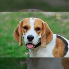 mini beagles for sale