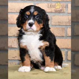 Puppies for Sale Lancaster Puppies