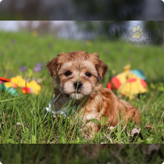 Morkie Umbrella Morkie Umbrella