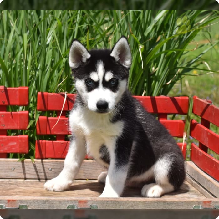 siberian mose Mose Beiler | Lancaster Puppies