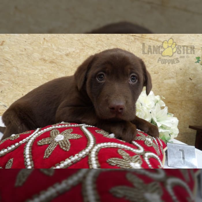 Perry Labrador Retriever Puppy for Sale in Kalamazoo, MI Lancaster