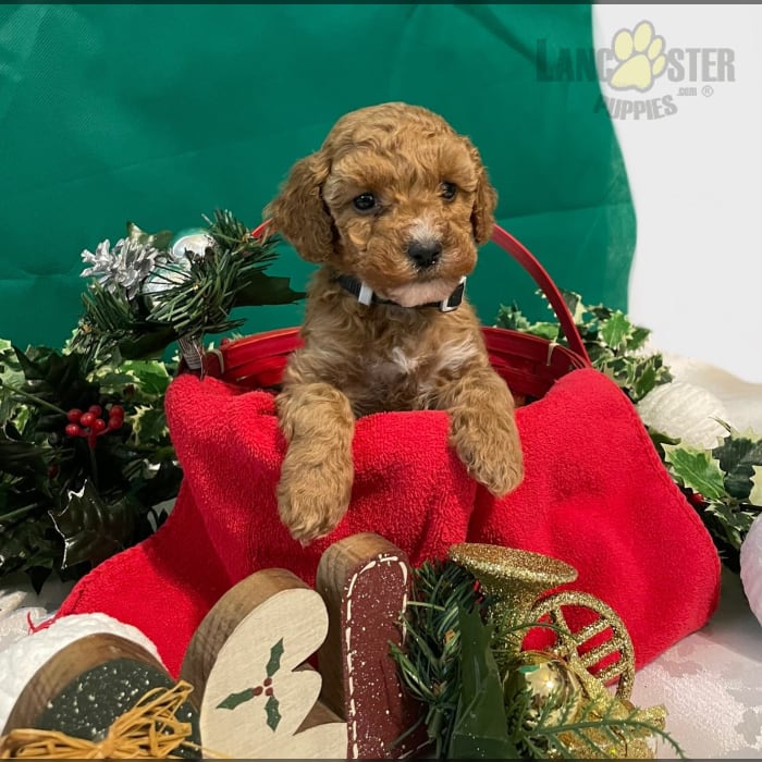 Cinnamon Poodle Miniature Puppy for Sale in Richland, PA Lancaster