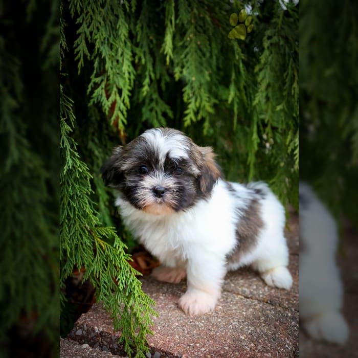 Jasper Maltese and Shih Tzu Hybrid Puppy for Sale in Dalton, OH