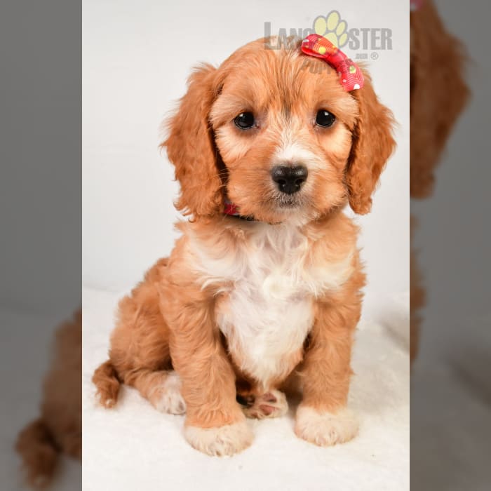 Clover Cavapoo Puppy for Sale in Sugarcreek, OH Lancaster Puppies