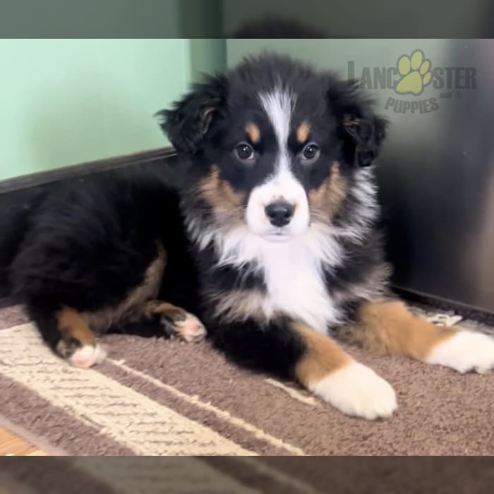 Missy Australian Shepherd Puppy for Sale in Lakeville, OH Lancaster
