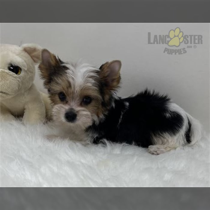Cutie Pie Yorkshire Terrier Puppy for Sale in Pembroke Pines, FL