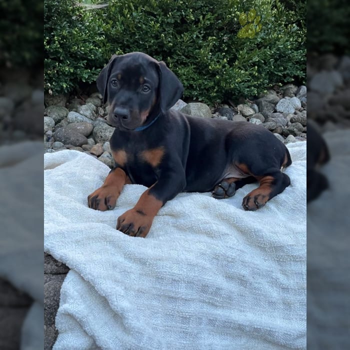 Riley Doberman Pinscher Puppy for Sale in Dundee, OH Lancaster Puppies