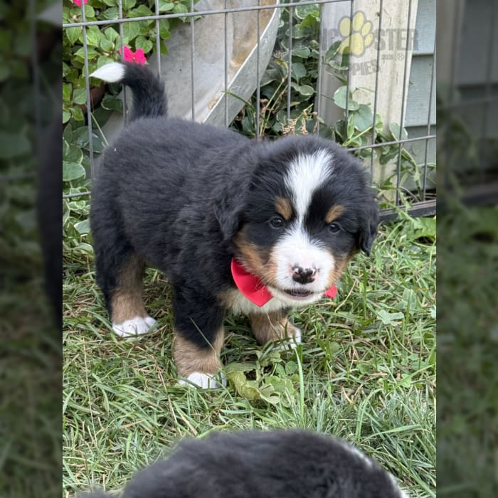 Red Bernese Mountain Dog Puppy for Sale in Delton, MI Lancaster Puppies