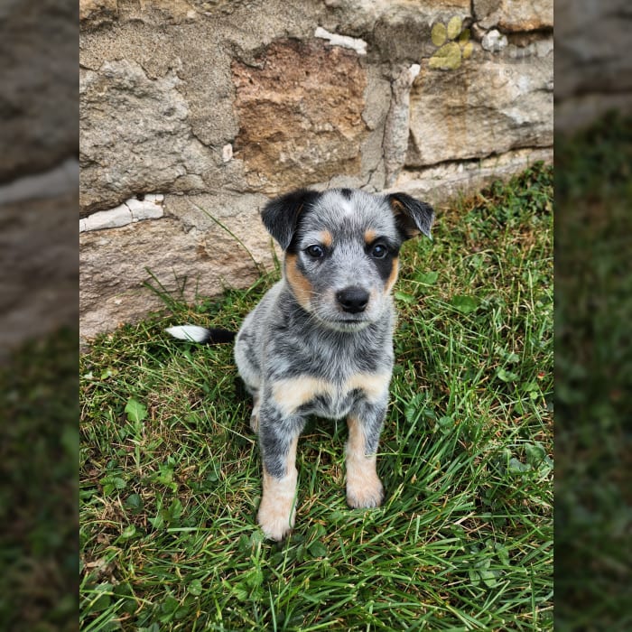 Ace Australian Cattle Dog Puppy for Sale in Shamokin, PA Lancaster