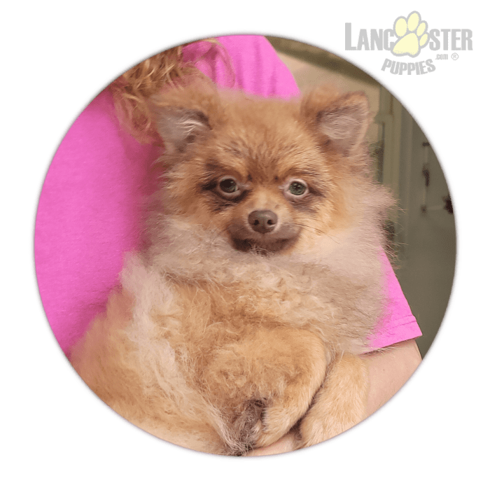 Milo Pomeranian Puppy for Sale in Brookville, PA Lancaster Puppies