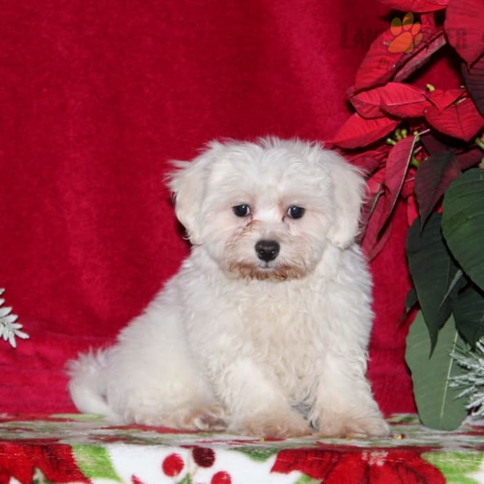 Ernie Bichon Frise and Maltese Hybrid Puppy for Sale in Rising Sun