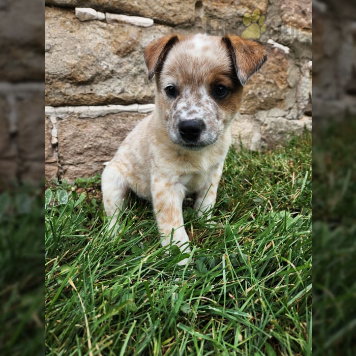 Cowboy Australian Cattle Dog Puppy for Sale in Shamokin, PA Lancaster Puppies