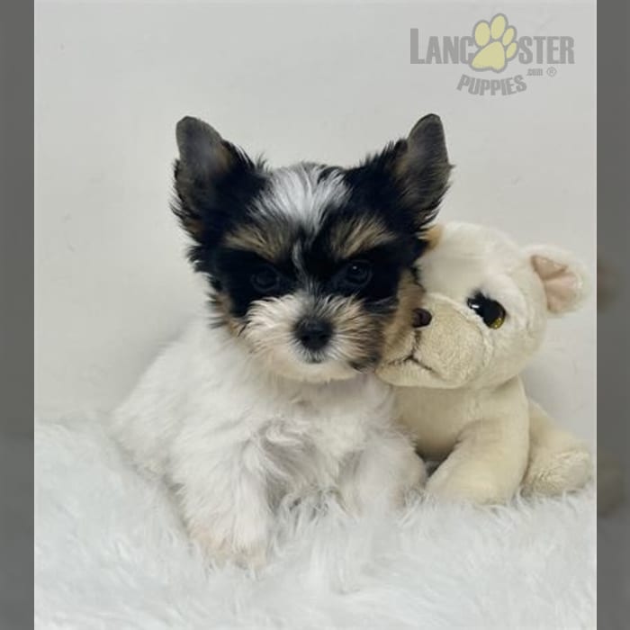 Biewer Yorkie Yorkshire Terrier Puppy for Sale in Pembroke Pines, FL