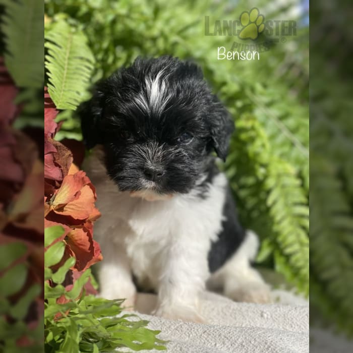 Benson Cavalier King Charles Spaniel and Havanese Hybrid Puppy for Sale in Dundee, NY
