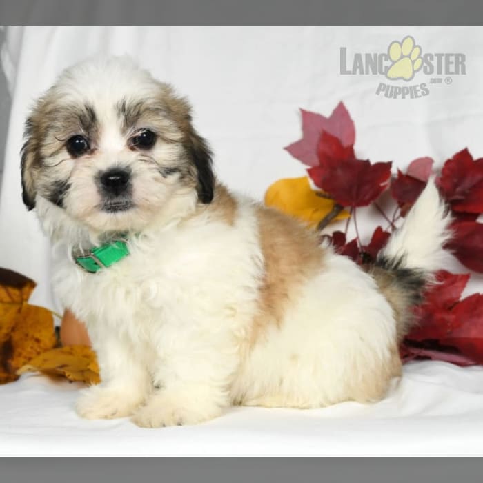 Ozzie Teddy Bear Puppy for Sale in Millersburg, OH Lancaster Puppies
