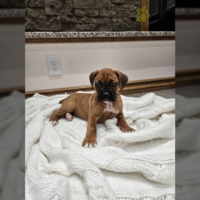 Coco Boxer Puppy for Sale in Richfield, PA Lancaster Puppies