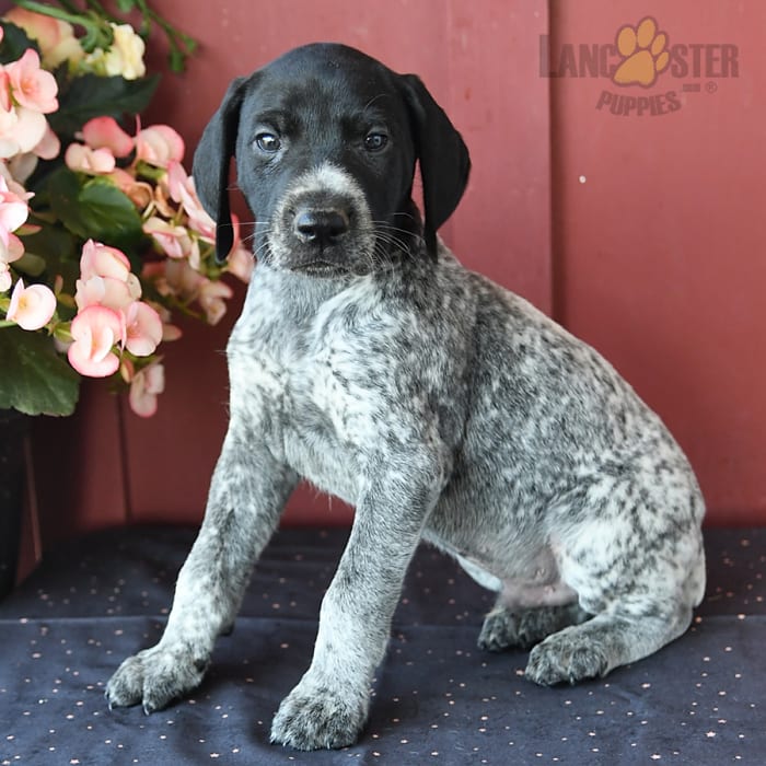 Max - German Shorthaired Pointer Puppy for Sale in Mansfield, OH ...