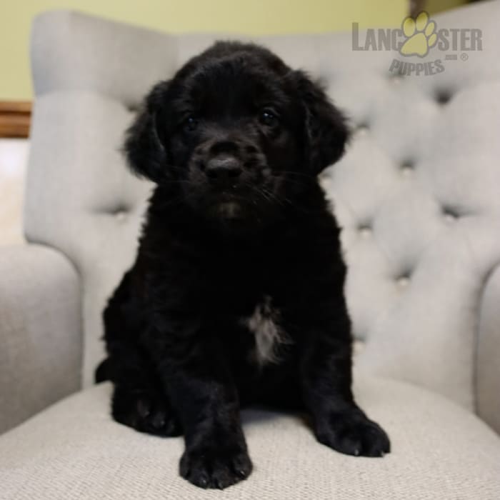 Onyx Golden Retriever and Newfoundland Hybrid Puppy for Sale in East