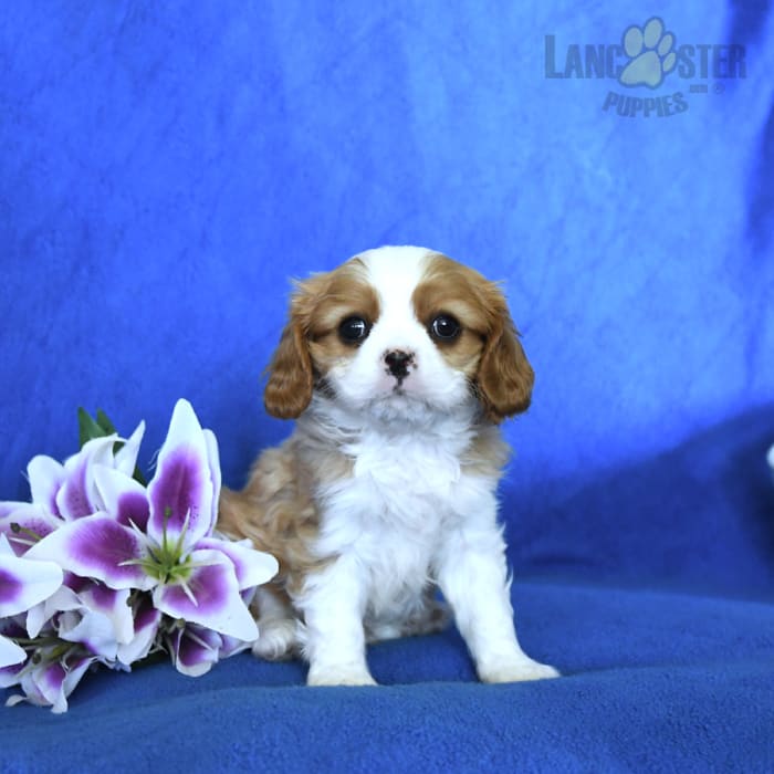 Zeke Cavalier King Charles Spaniel Puppy for Sale in Manheim, PA Lancaster Puppies