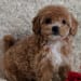 Charm Puppies's profile photo