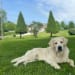 Rufener Retrievers's profile photo