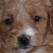 Lighthouse Puppies's profile photo
