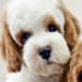 Doodle Tails/ Karen Miller's profile photo