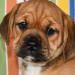 Joe's Acres Pups's profile photo