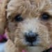 Sycamore Run Puppies's profile photo