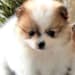 Sunshine Paws's profile photo